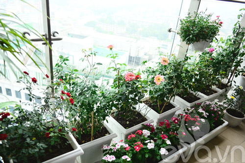 Vườn hoa tuyệt đẹp trên ban công